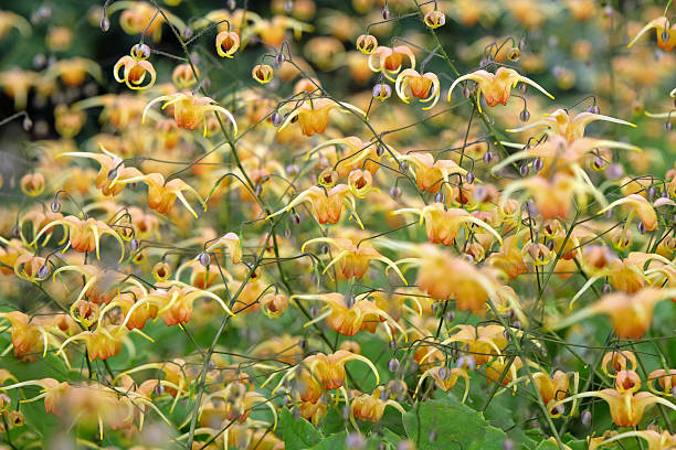 Horny Goat Weed