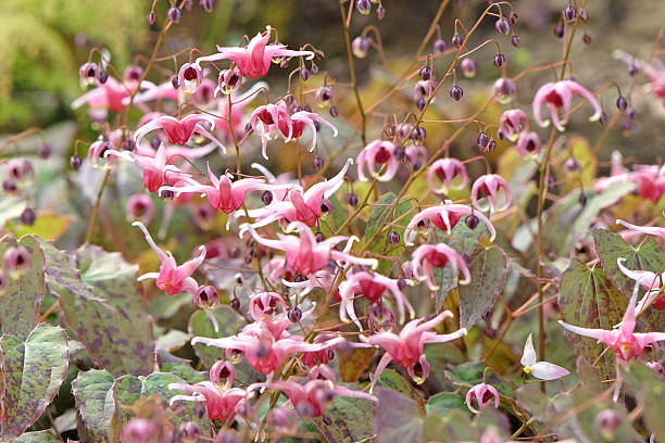 Horny Goat Weed