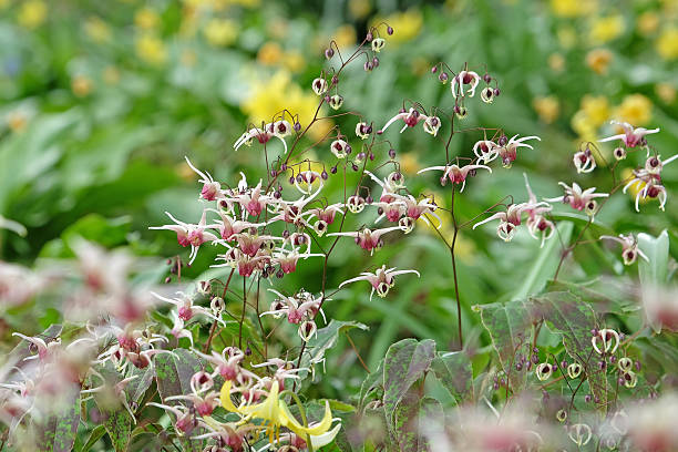 Horny Goat Weed